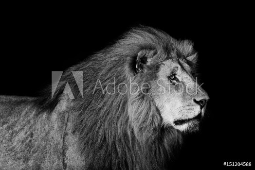 Bild på Portrait of big Lion Romeo 2 of Double Cross Pride in Masai Mara with black background